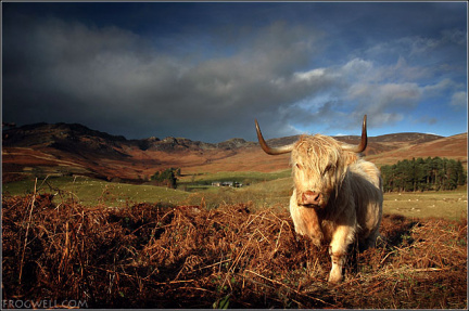Highland Cow07